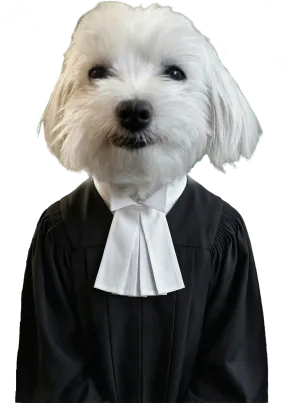 Lola, la chienne de Maître Largeron — Cabinet NAKA LEX